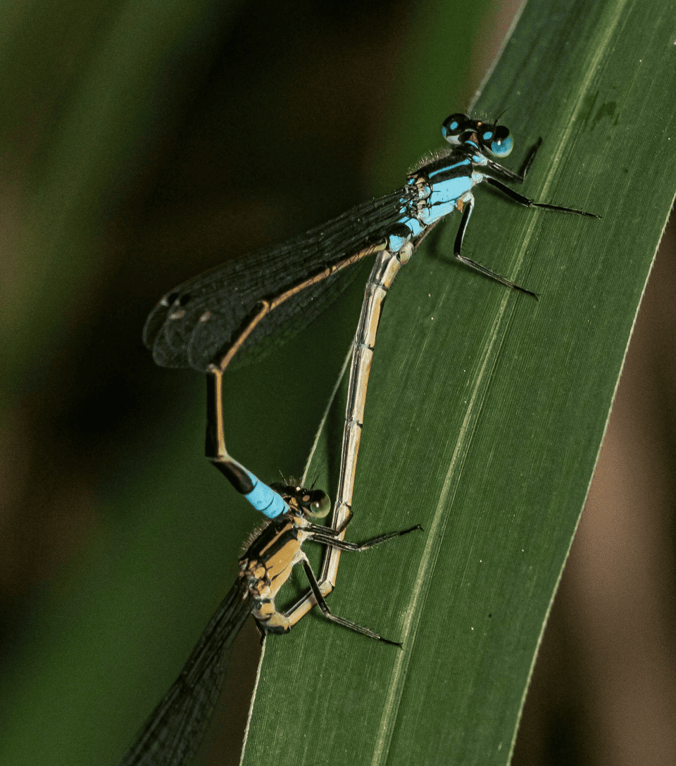 Two vivid blue damselflies resting side-by-side on a lush green leaf.